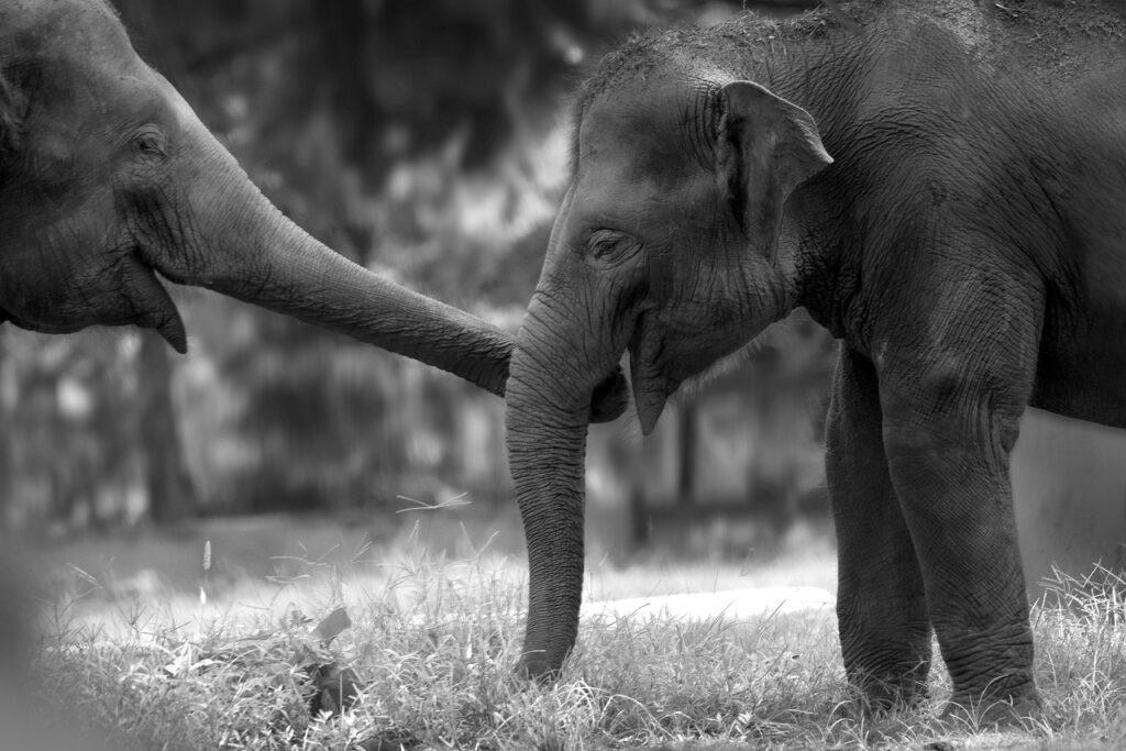 elephants, couple, wildlife-5752536.jpg